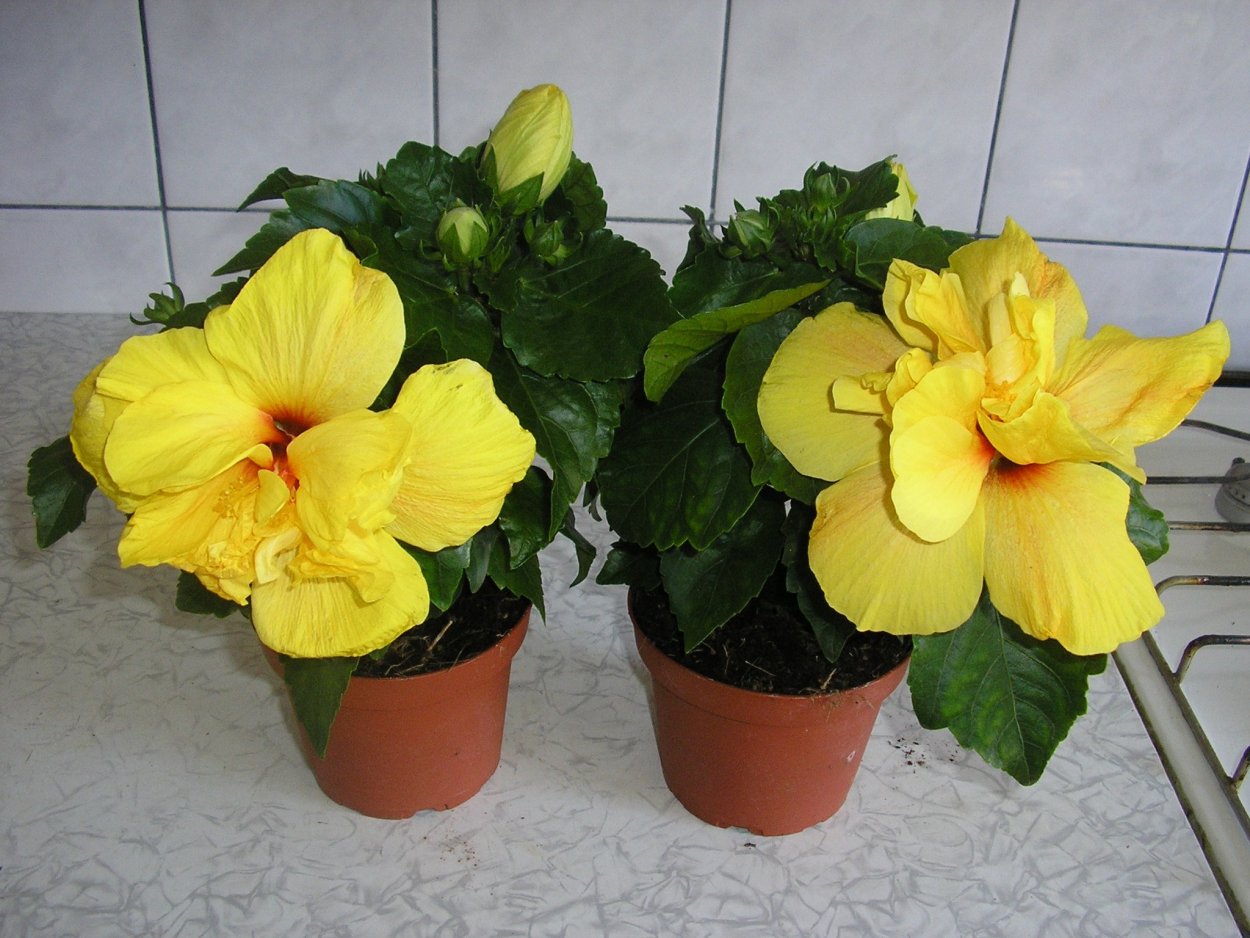 Гибискус Кениг махровый