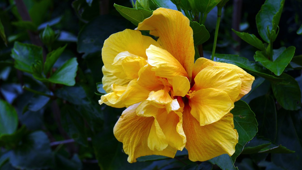 Гибискус адонис