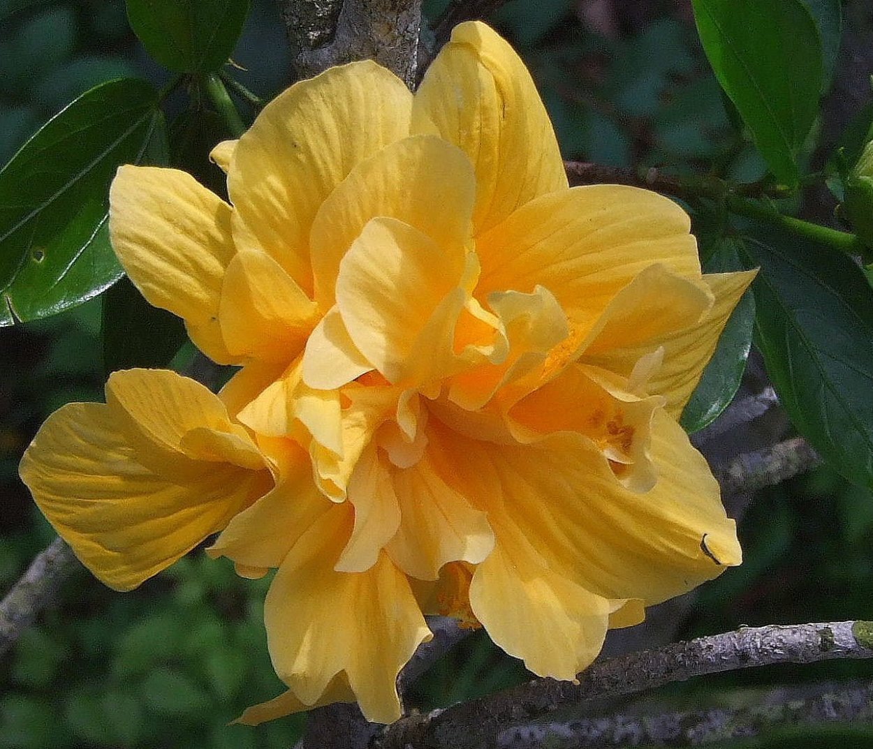 Желтый махровый гибискус сорт Флорида