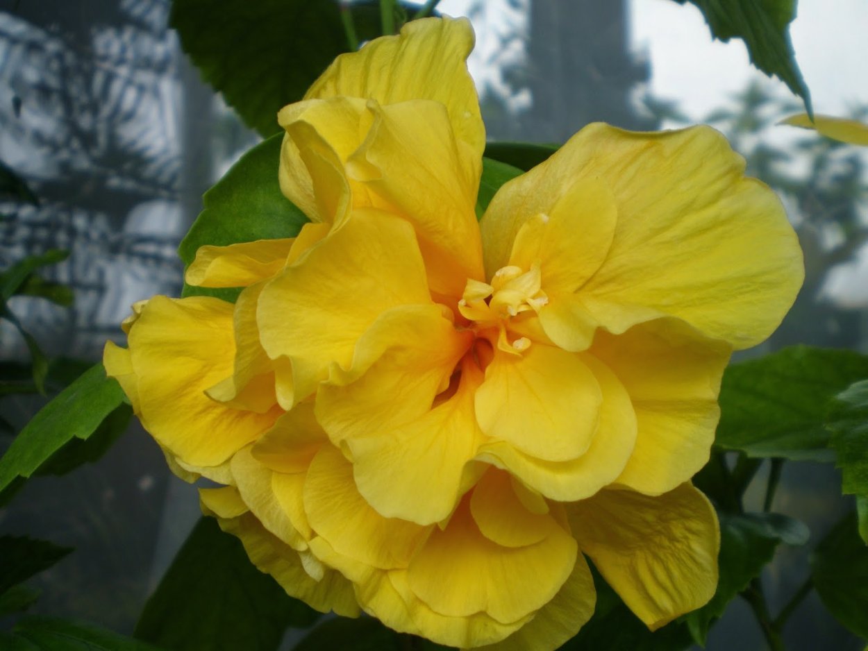 Гибискус Koenig