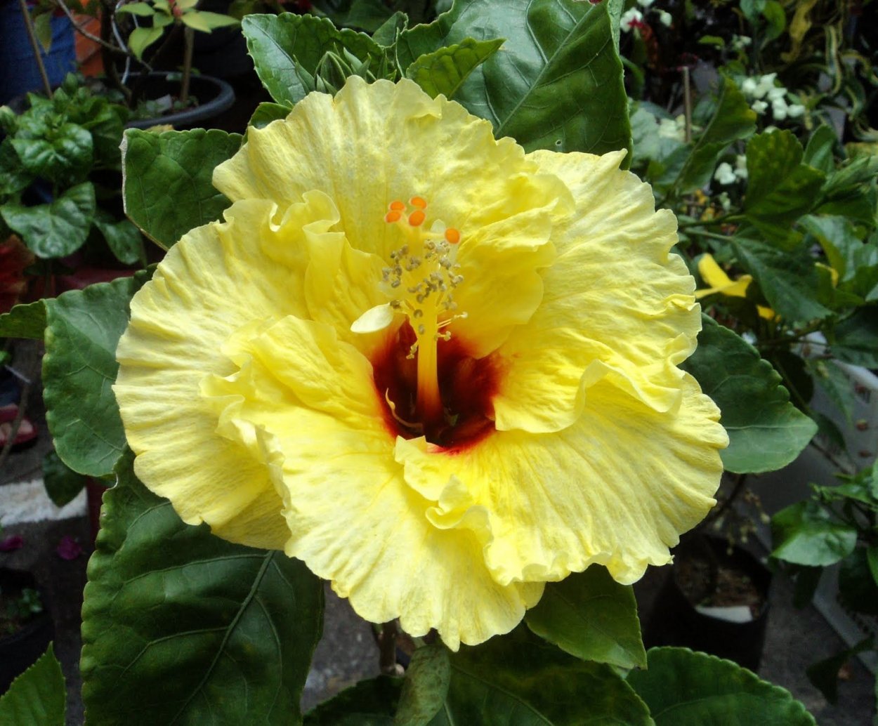 Гибискус травянистый желтый