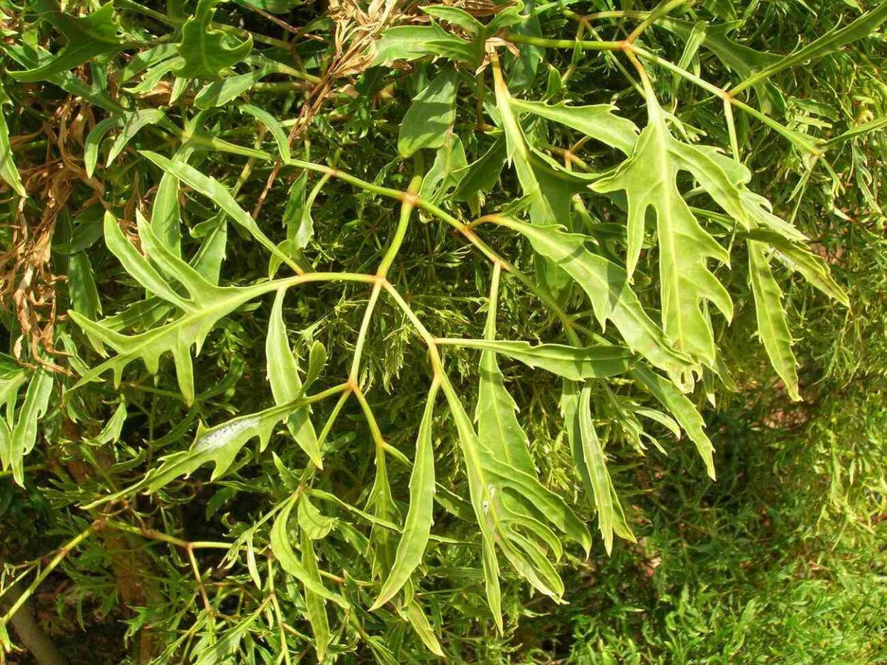 Полисциас fruticosa