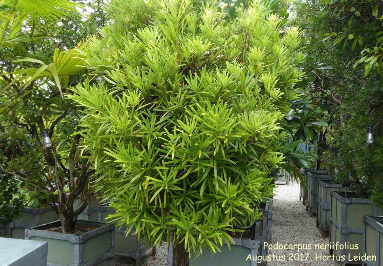 Ногоплодник Голиаф