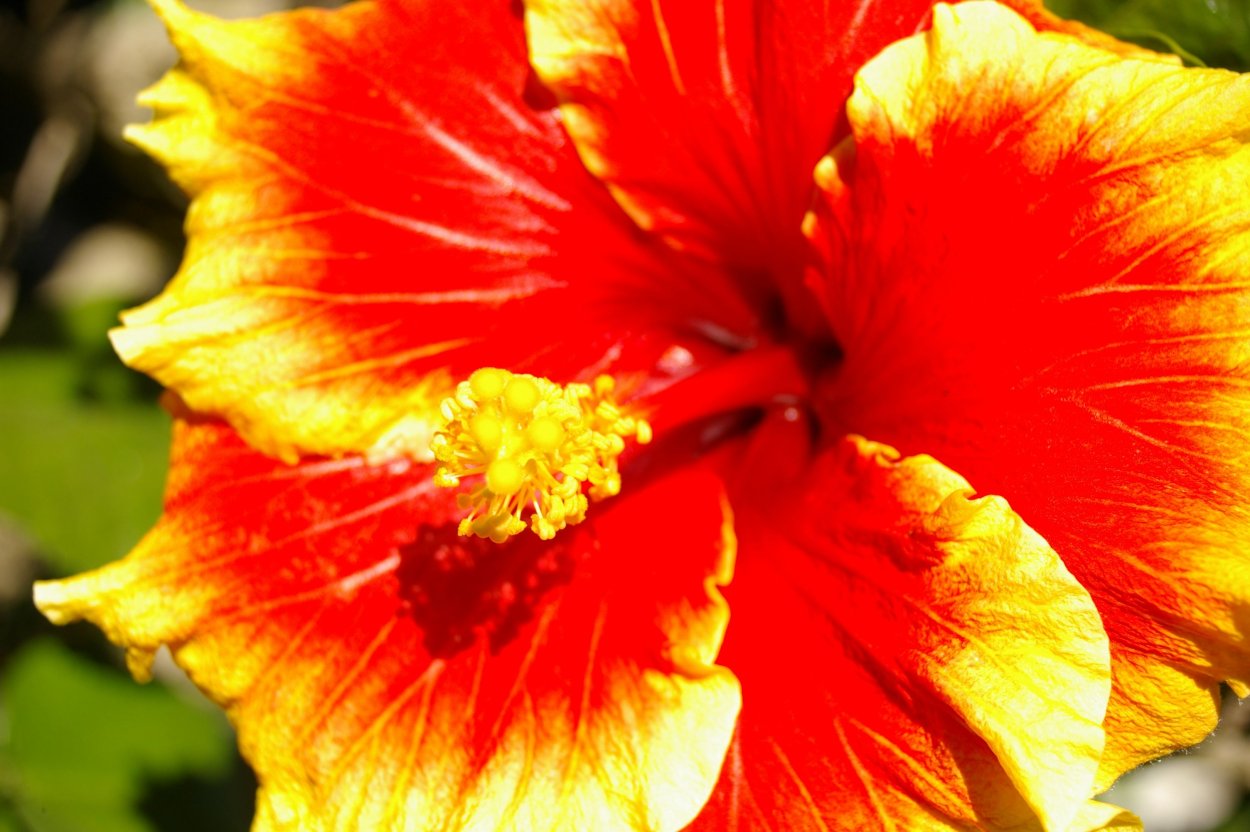 Samba Dancer гибискус