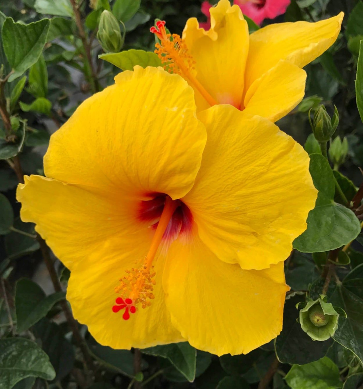 Гибискус желтый махровый