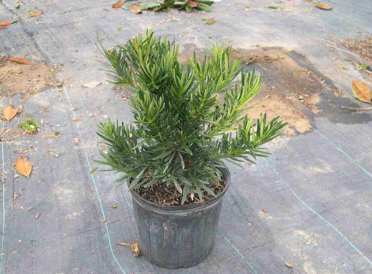 Подокарпус бонсай