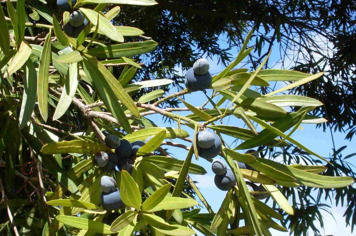 Подокарпус бонсай