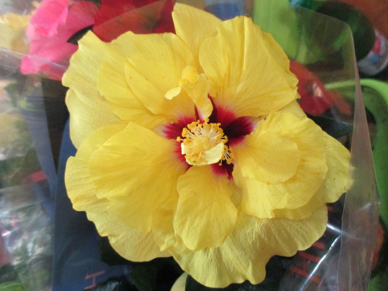 Гибискус желтый махровый