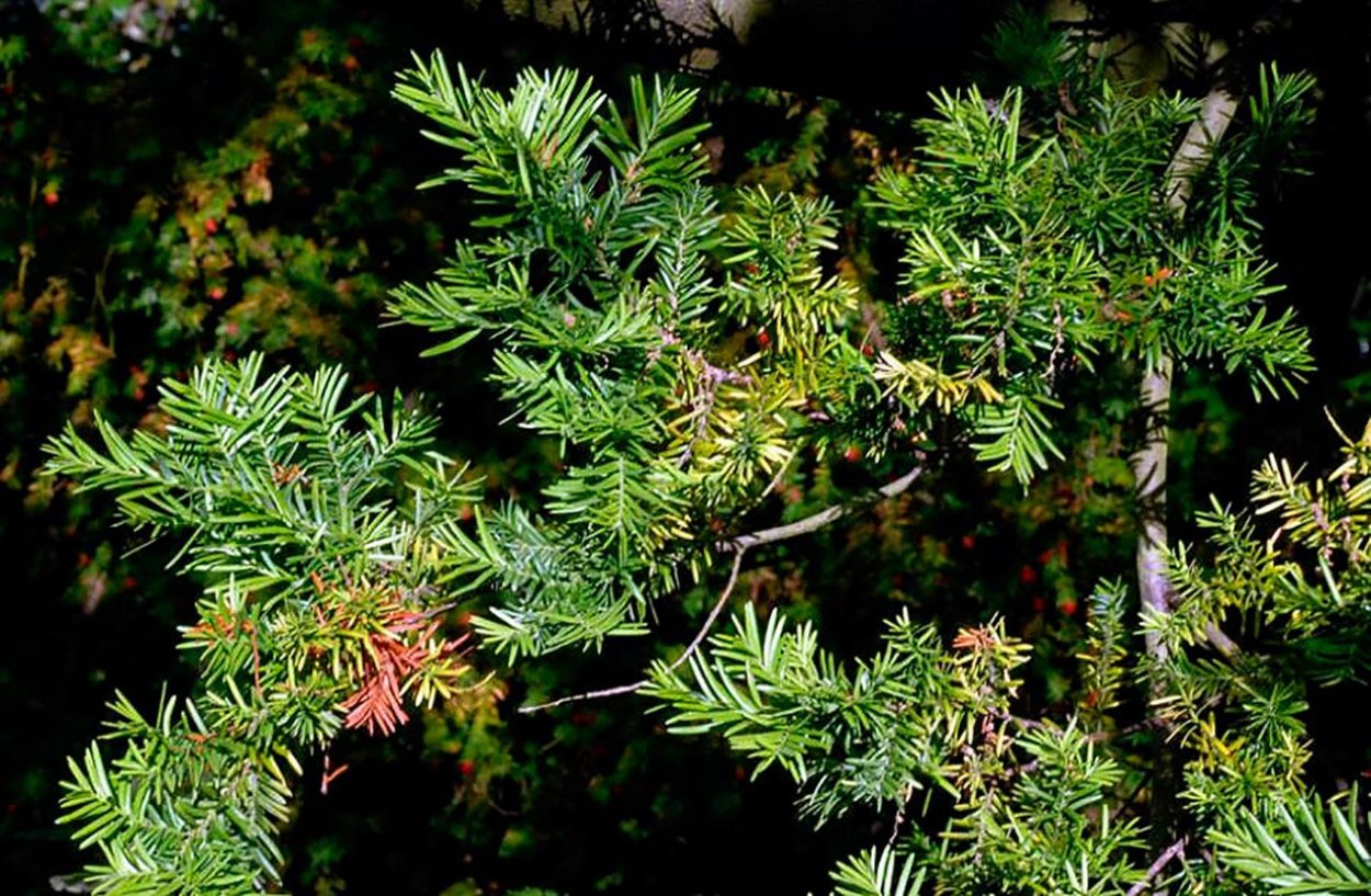 Podocarpus neriifolius