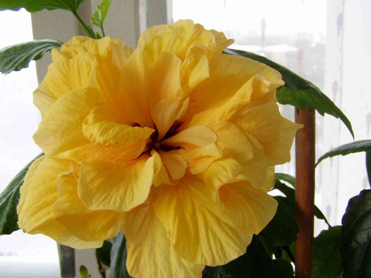 Гибискус Бориас Йеллоу