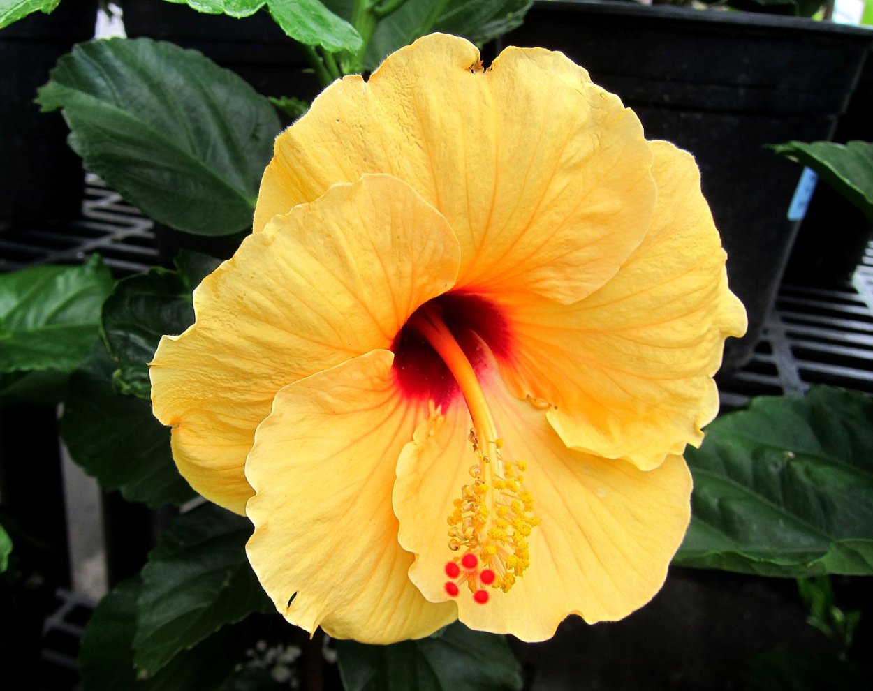 Гибискус Starlet Yellow