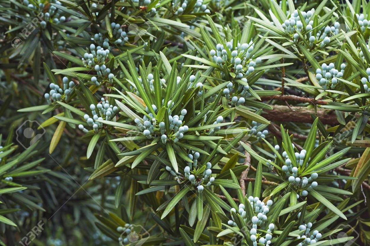 Подокарпус растение