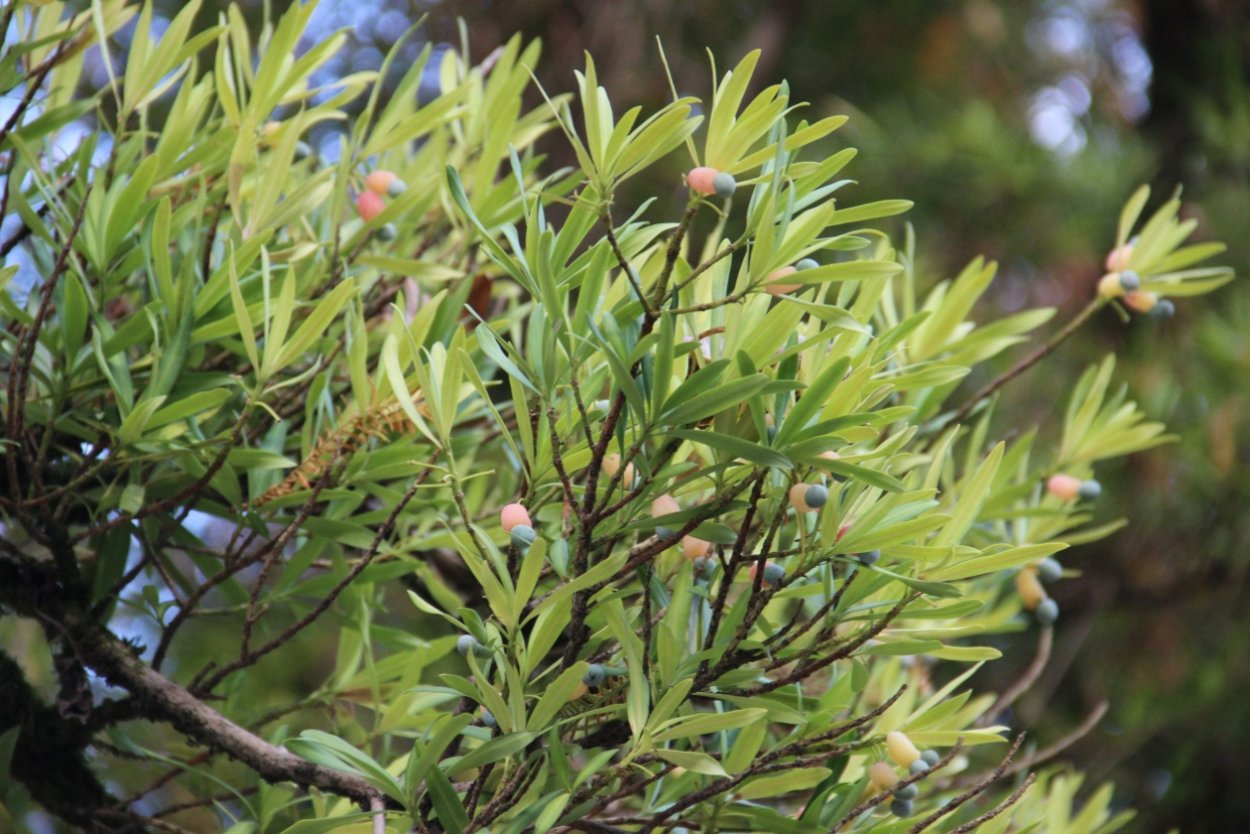 Ногоплодник дакридиевидный