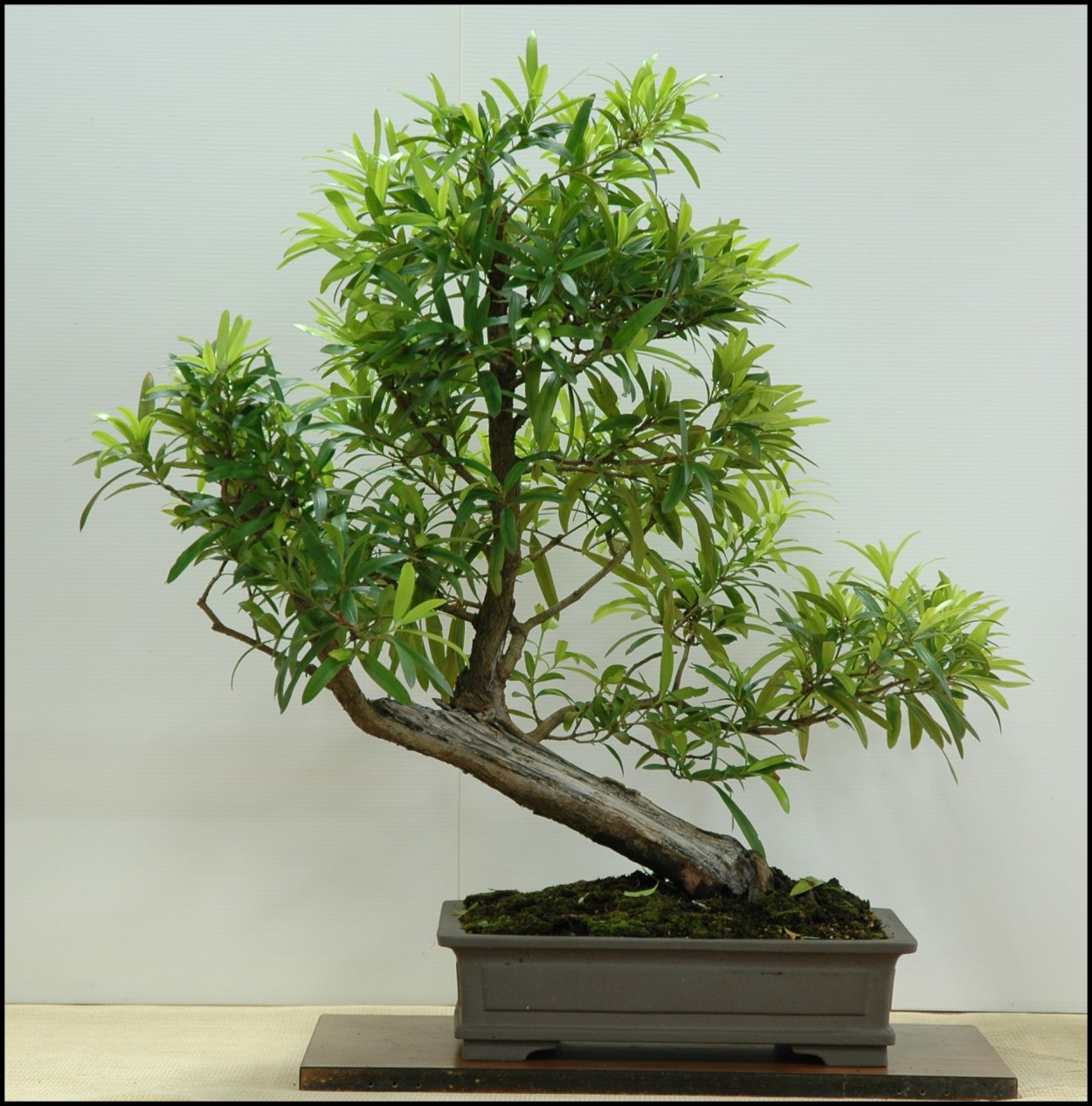 Ногоплодник дакридиевидный дерево