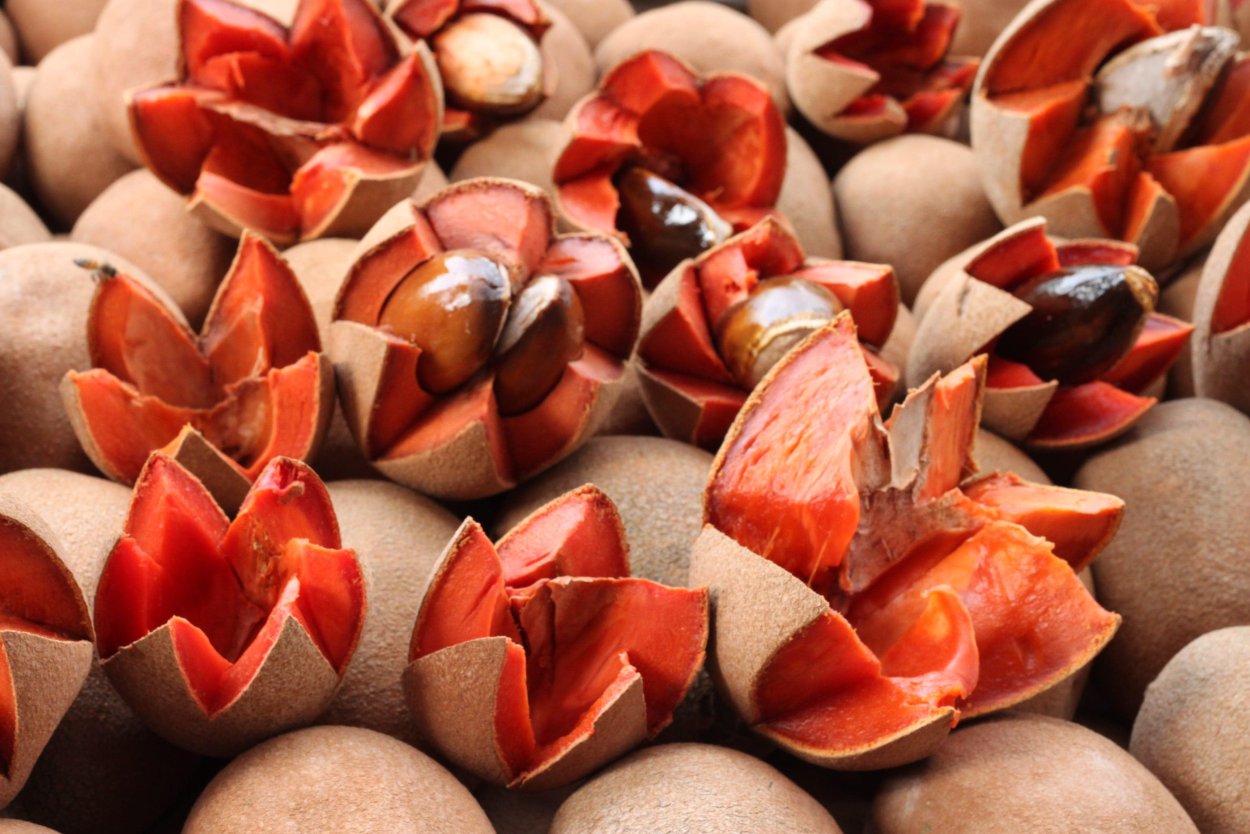 Ногоплодник олеандролистный