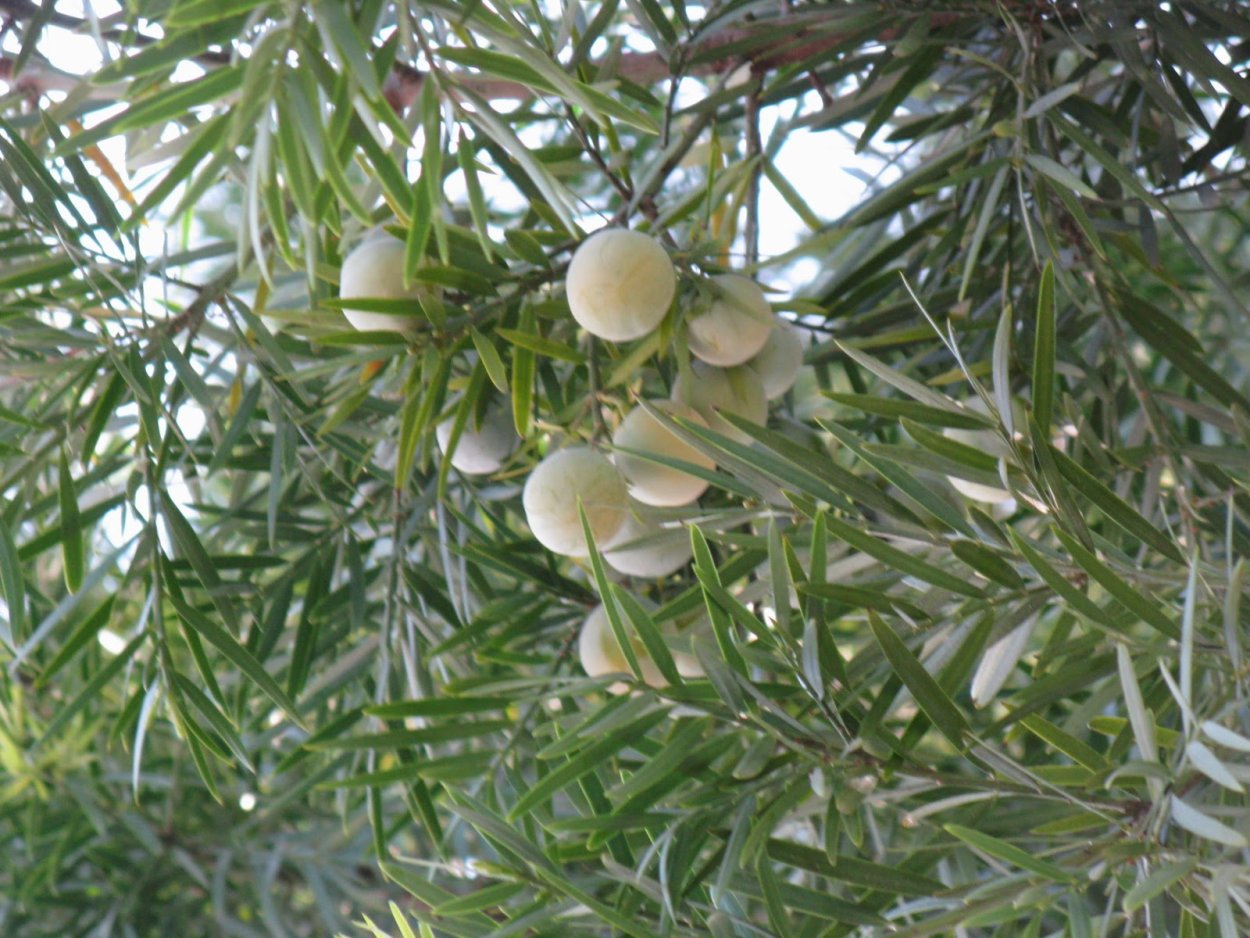 Новая Каледония эндемики новой Каледонии