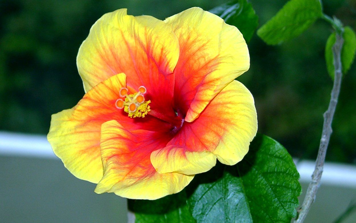 Гибискус Севилья лиманикс махровая