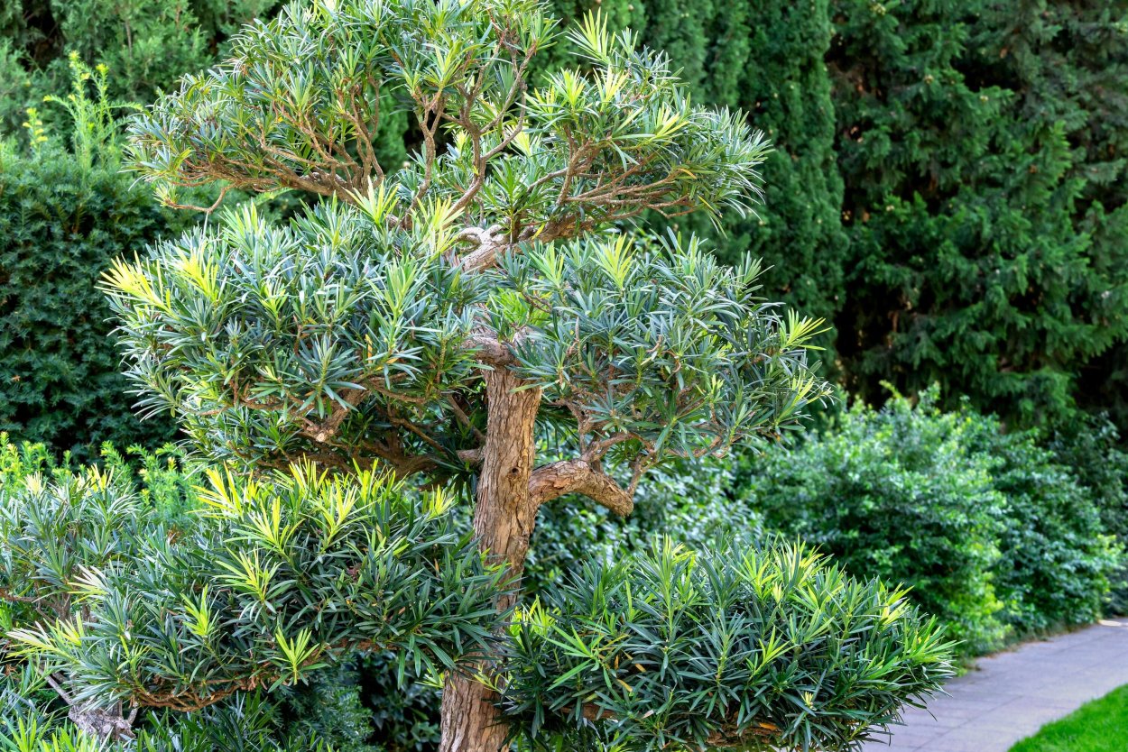 Подокарпус макрофиллус