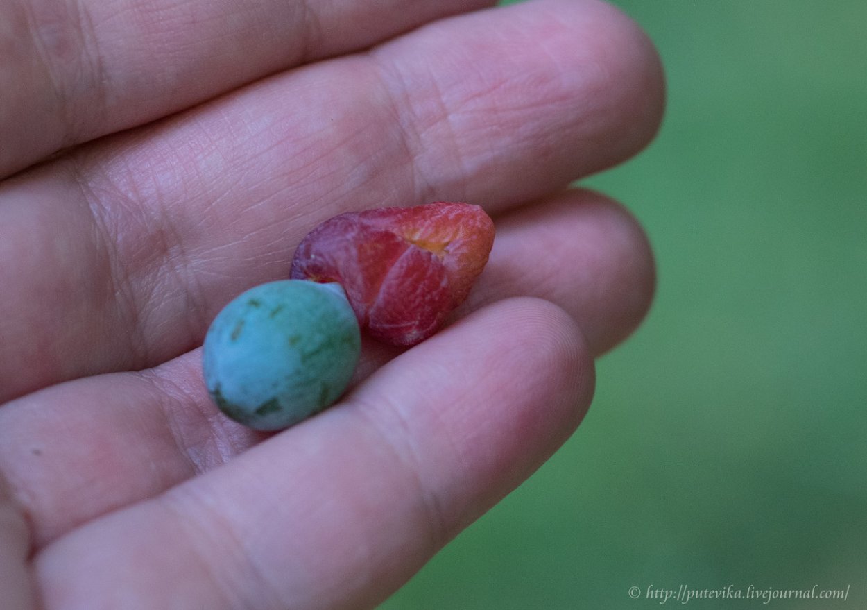 Подокарпус олеандролистный