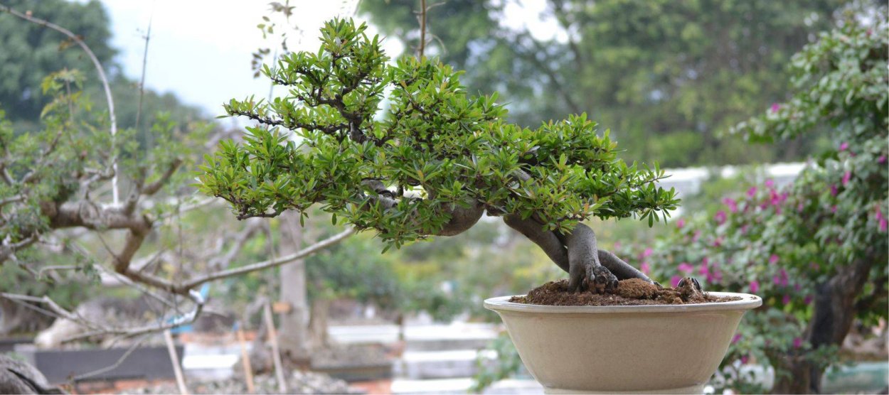 Подокарпус теневынослив