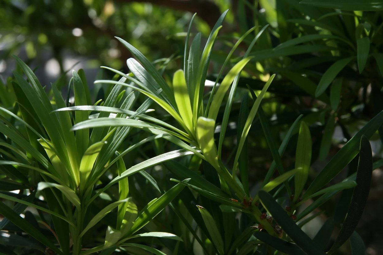 Подокарпус Макрофилус