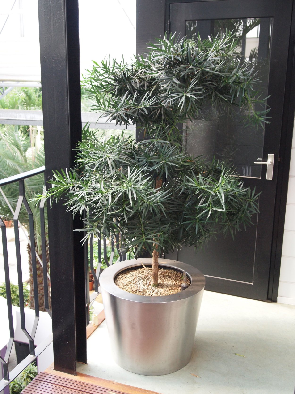 Cl3p - т2.0 сосна сосна слива