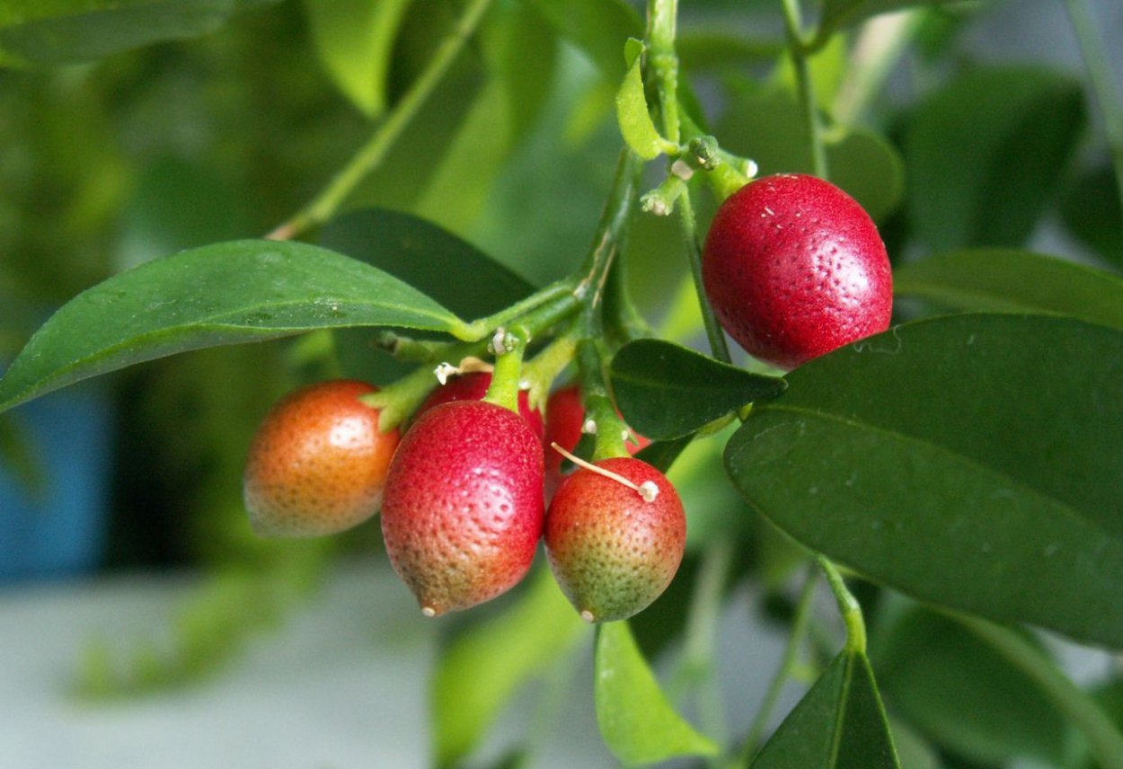Podocarpus dispermus