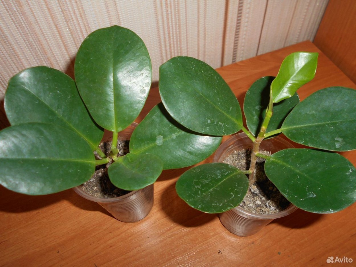 Фикус Альбомаргината