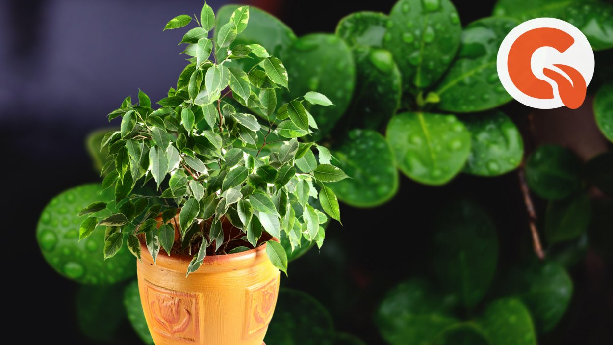 Жасмин лировидный