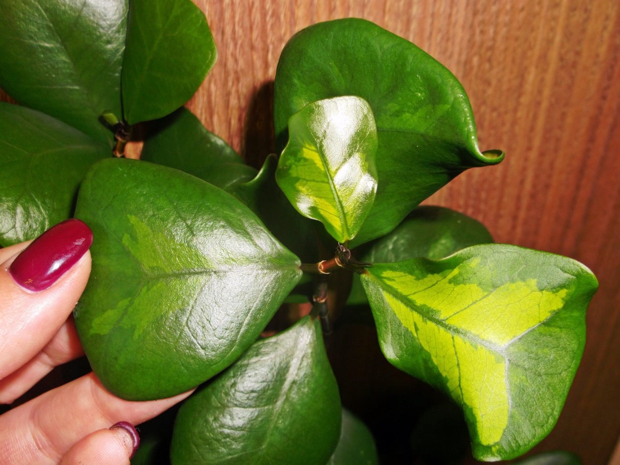 Фикус Триангулярис Грин Дрим