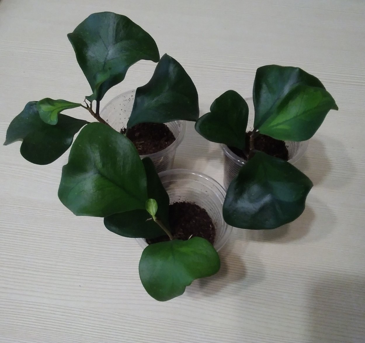 Фикус Триангулярис грим Дрим