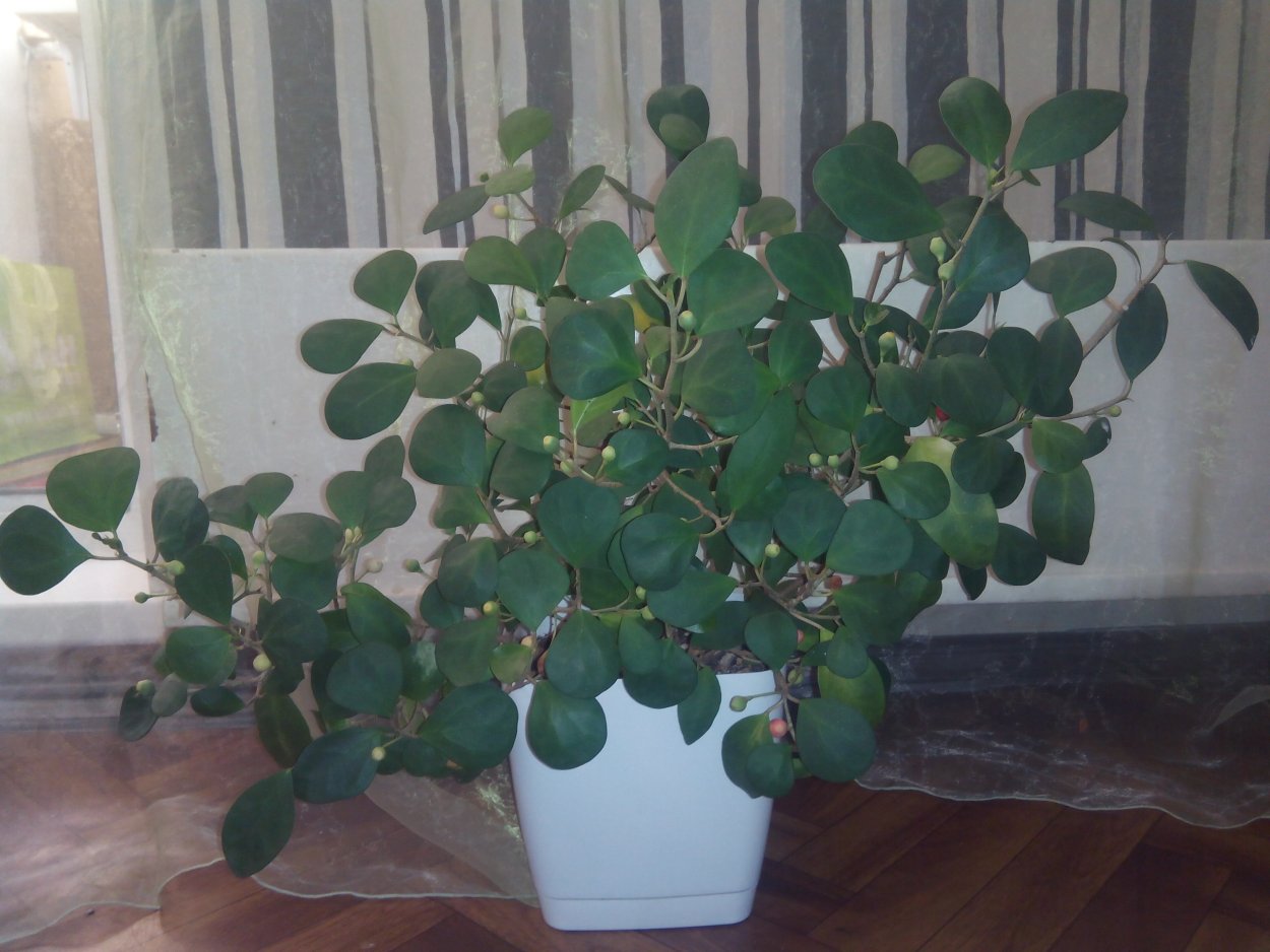 Фикус каучуконосный (Rubber Plant)