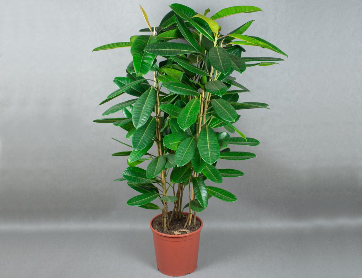 Листья Минимализм