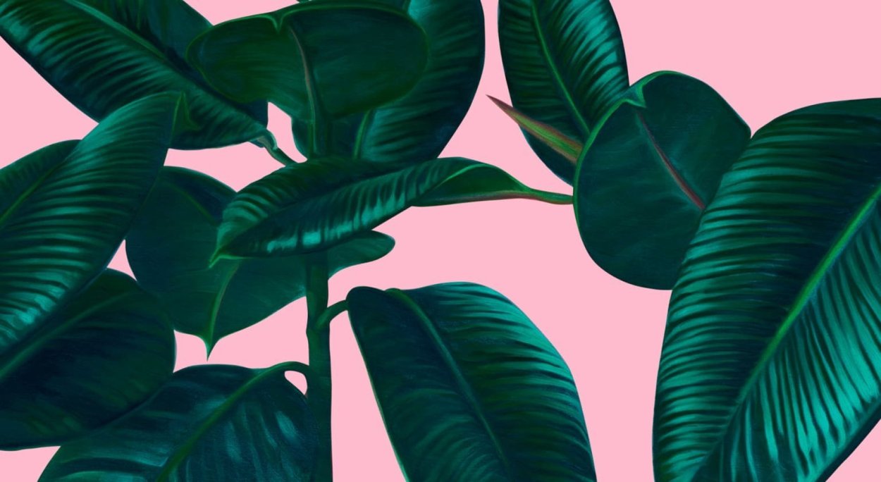 Фикус Николас