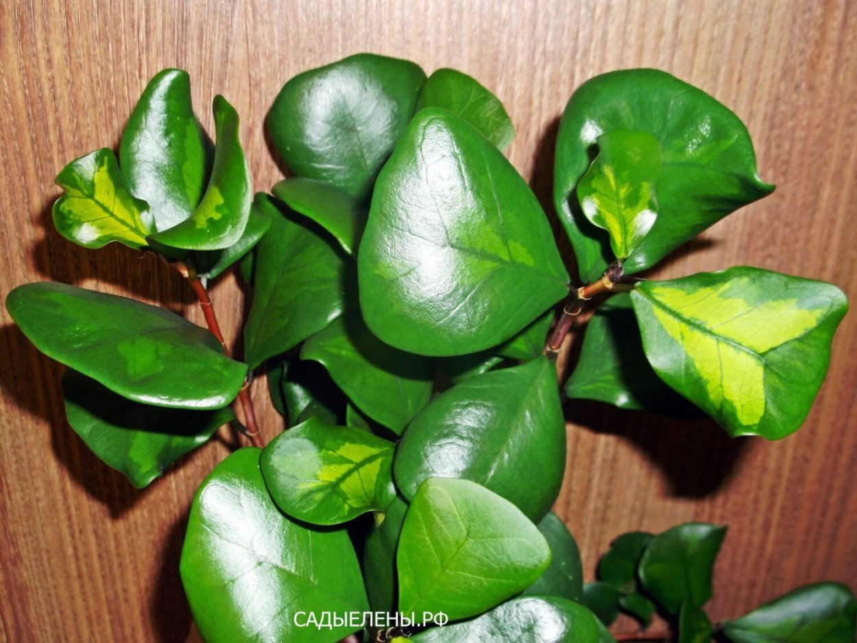 Фикус Триангулярис Грин Дрим