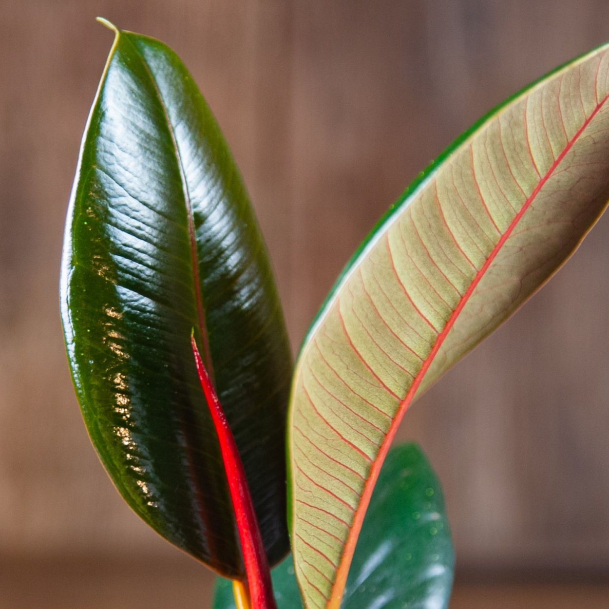 Черенки фикуса каучуконосного