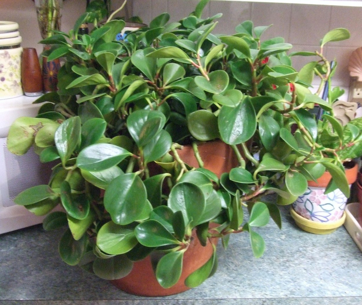 Фикус Бенджамина фантазия