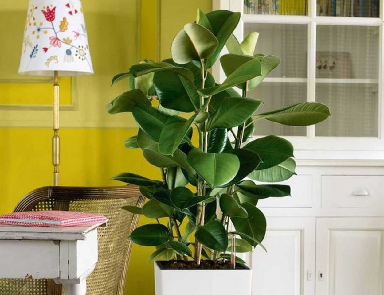 Фикус Мокламе