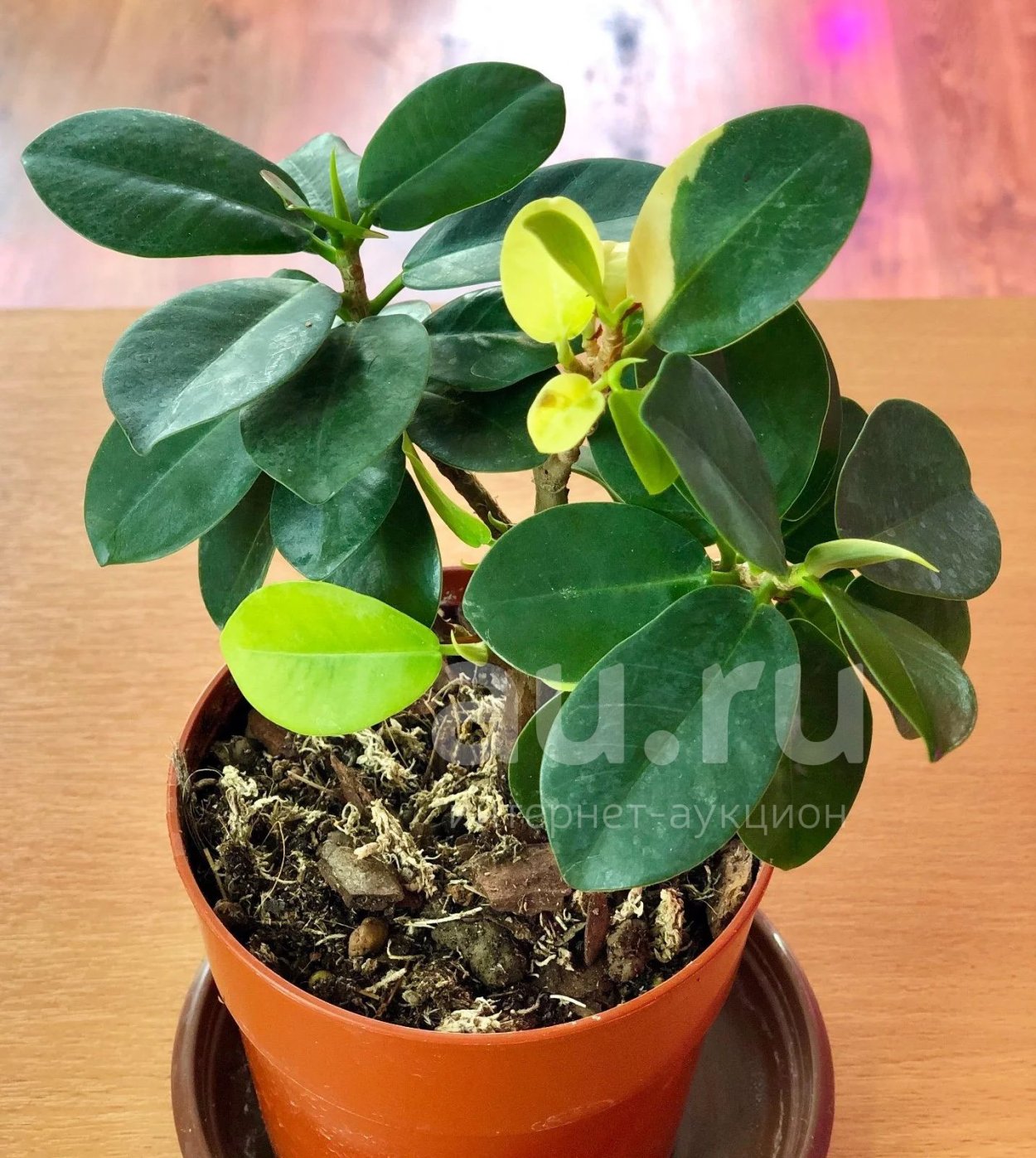 Фикус Американ Гуан