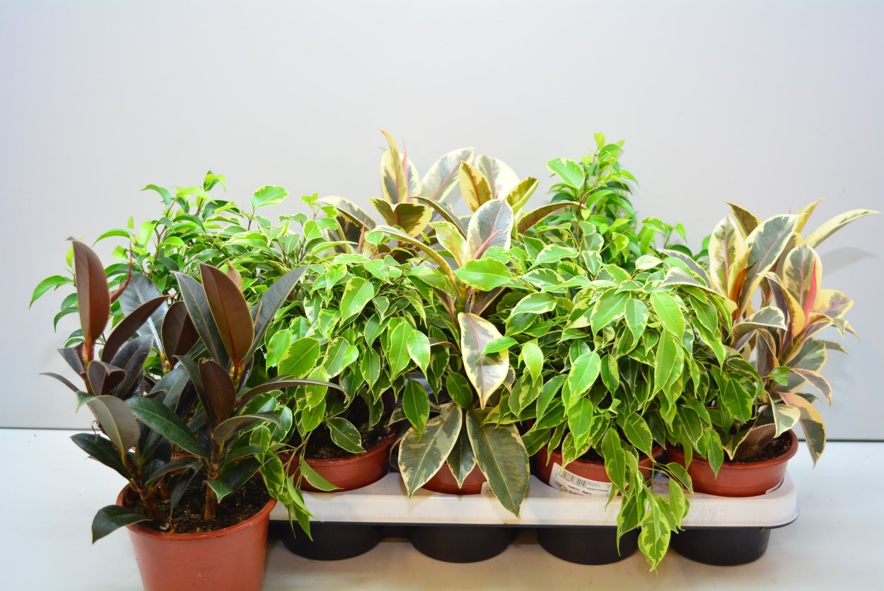 Фикус притупленный