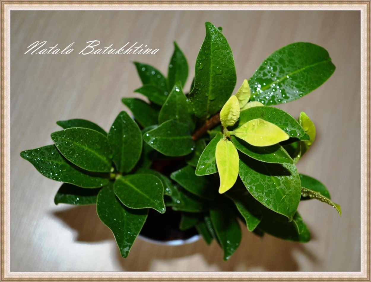 Фикус Эстетика