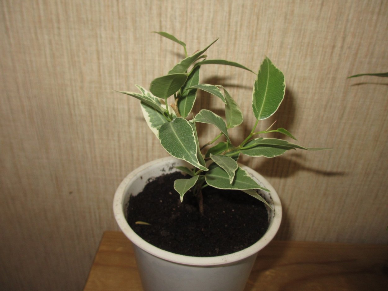 Infectoria фикус