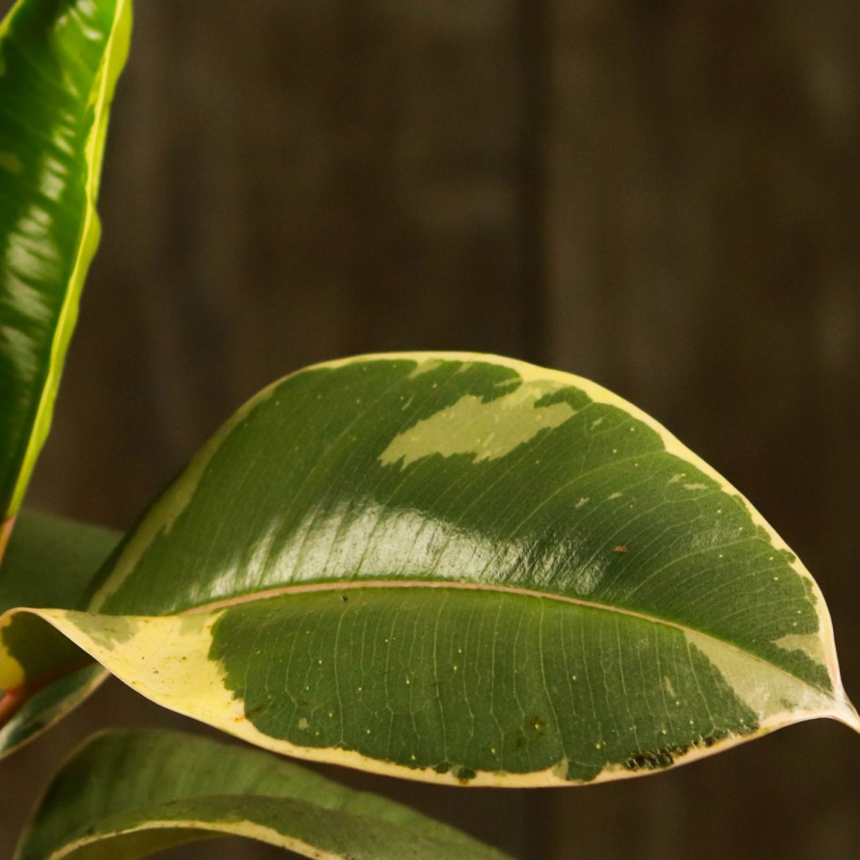 Фикус Найроби