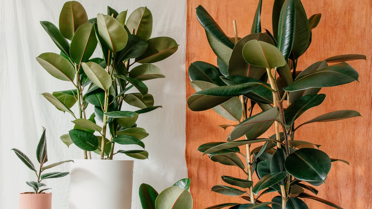 Фикус Скандинавский