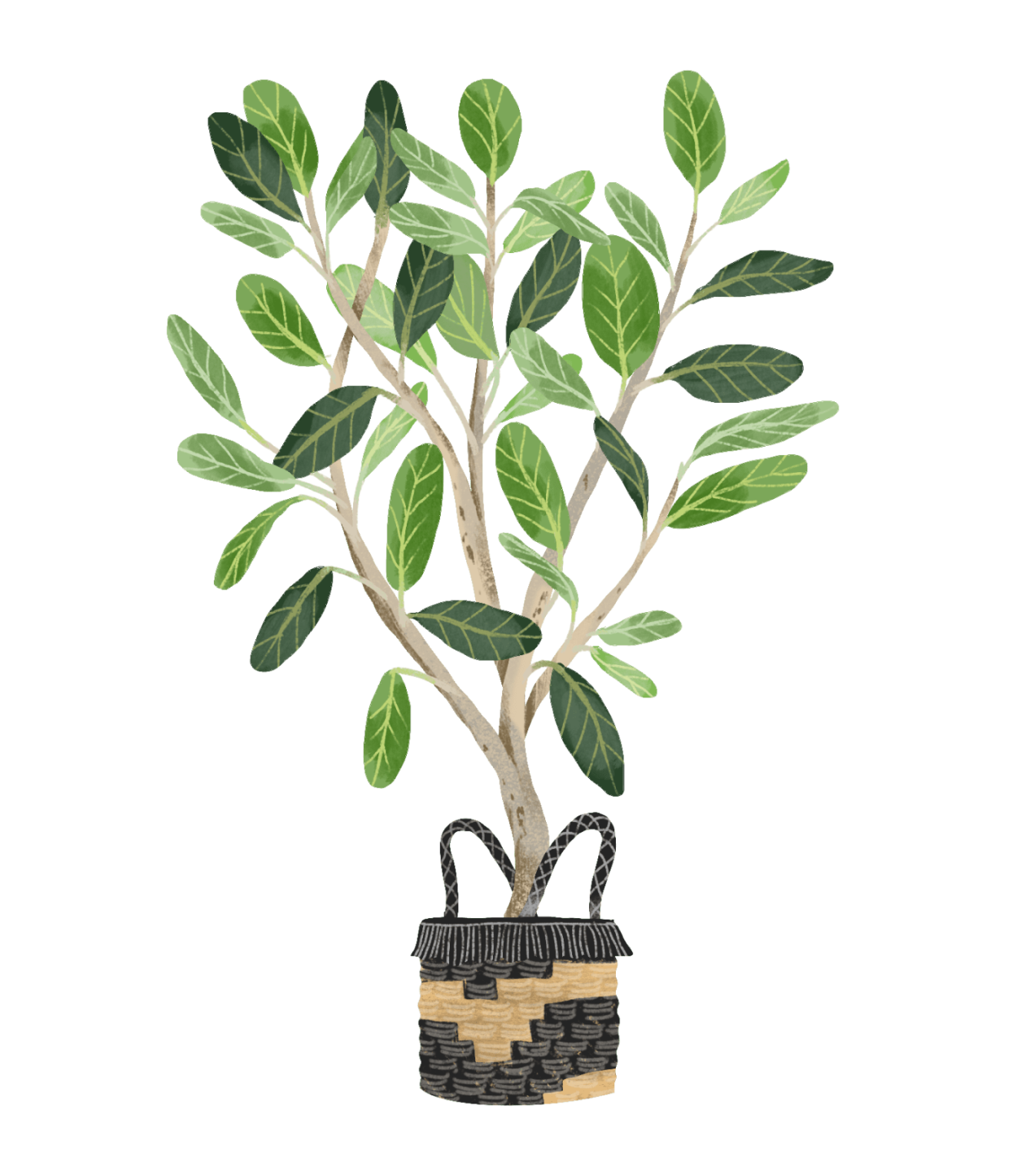 Ficus elastica Leaf isolated