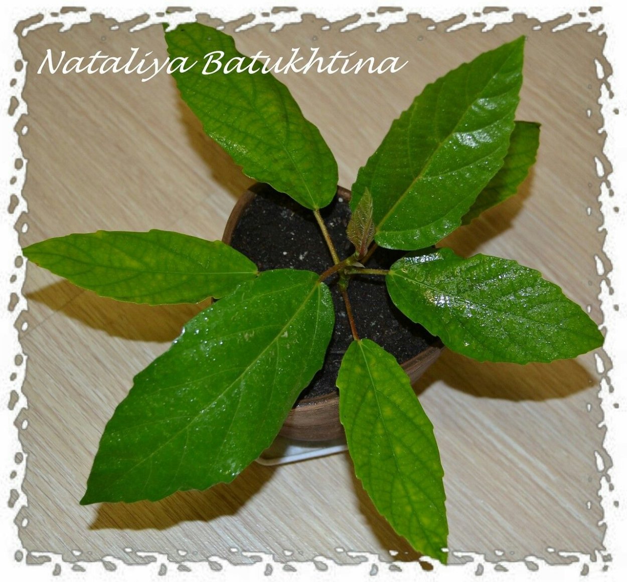 Фикус Пеперомия