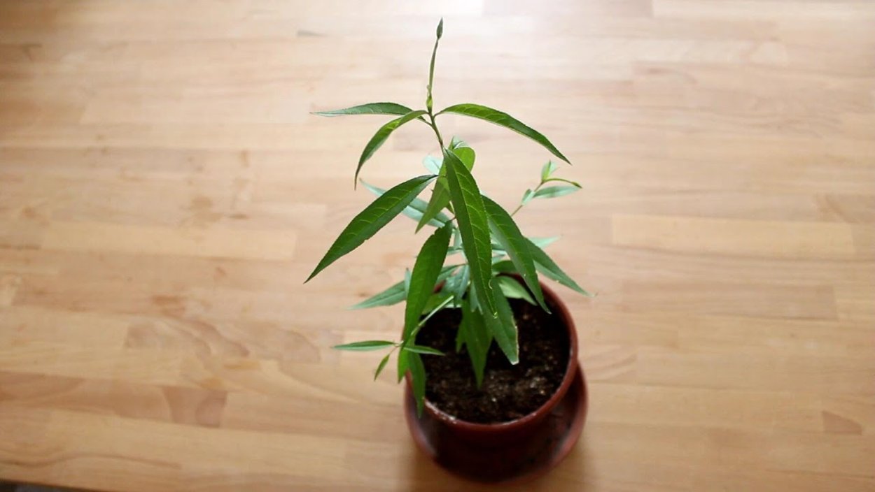 Росток нектарина