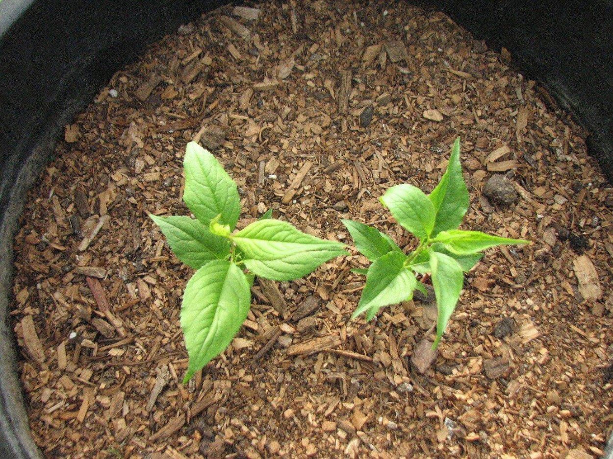 Росток персика