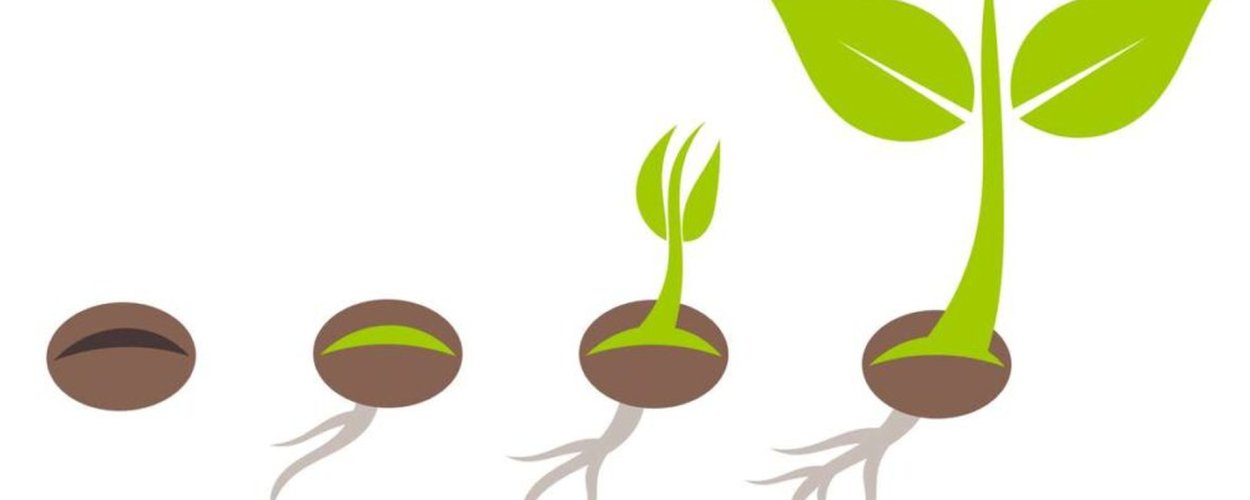 Семена фасоли прорастание