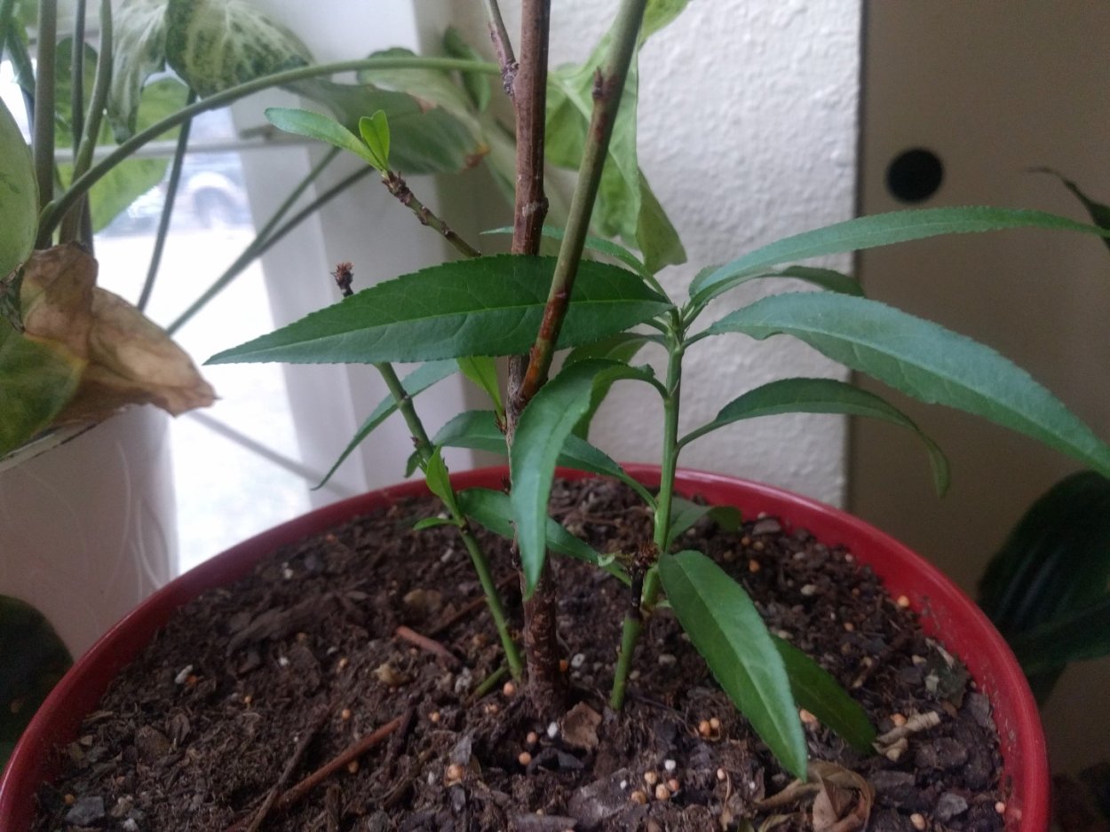 Персик растение из косточки